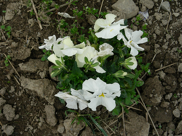 pansy in flower